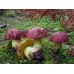 Мицелий Боровика королевского / Болет королевский (Boletus regius)